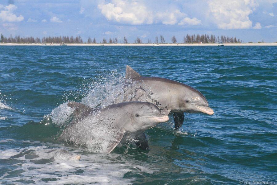 Atlantic,Bottlenose,Dolphin, ,Tursiops,Truncatus
